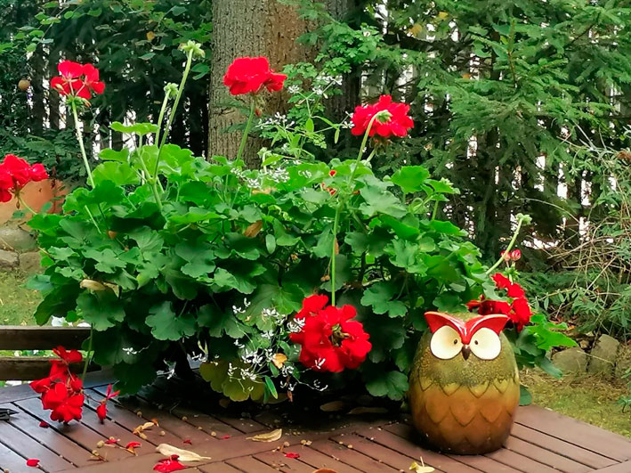 Bahnhof Droyßig - Bahnhäuschen Garten