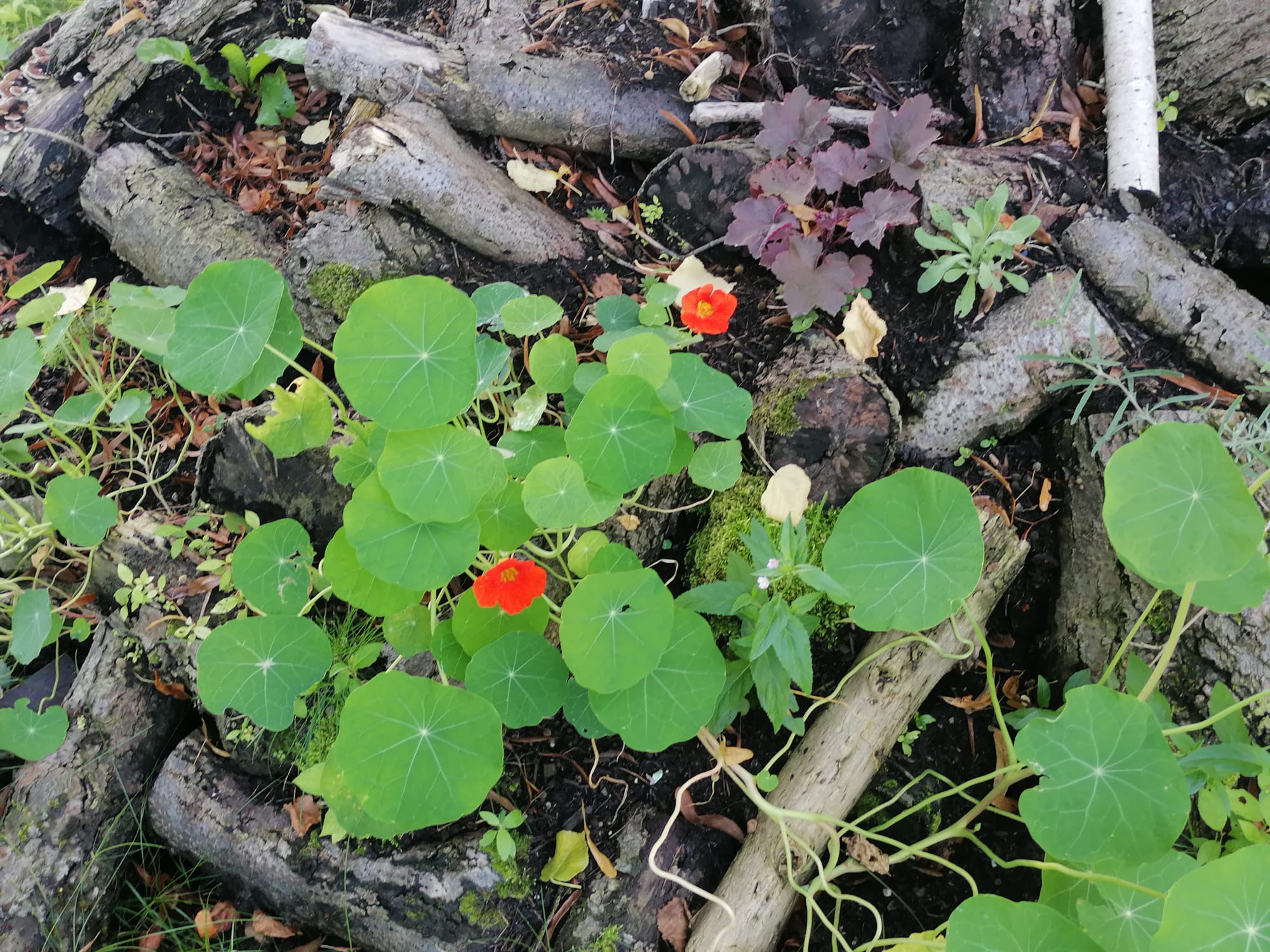 Bahnhof Droyßig - Alte Dienstwohnung im DG Gartenmitbenutzung